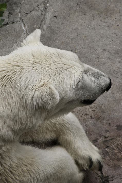 Polar Bear Resting Stock Image Image Of Water Ursus 36272913