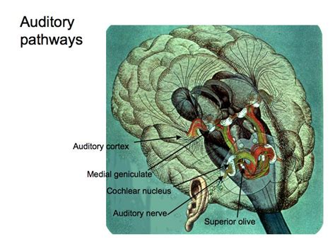 Parts Of The Brain Auditory Cortex Human Anatomy