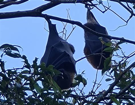 Grey Headed Flying Foxes Drop In For A Feast In Warrnambool Nature