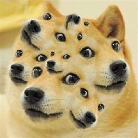 227 Best Images About Doge Meme Dog Memes On Pinterest Funny