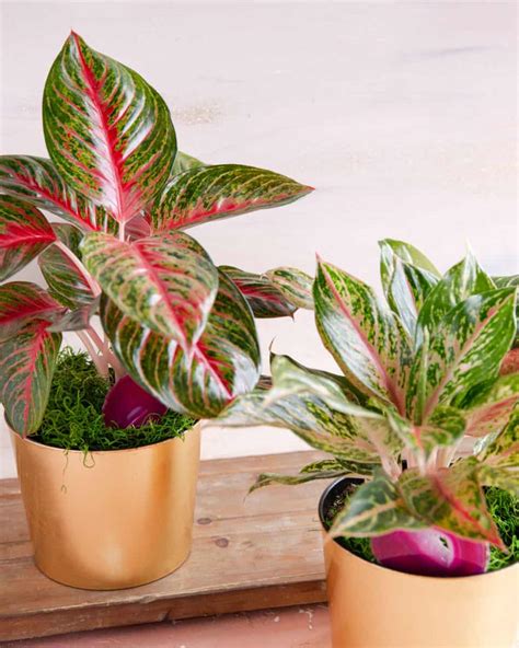 February Plant Chinese Evergreen Pink Aglaonema In Bloom Florist Blog