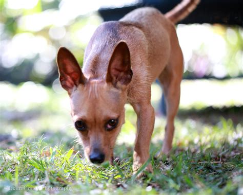 The graceful and balanced breed is much the same in. Chihuahua Mix Available For Adoption - Miami, FL | Liam ...
