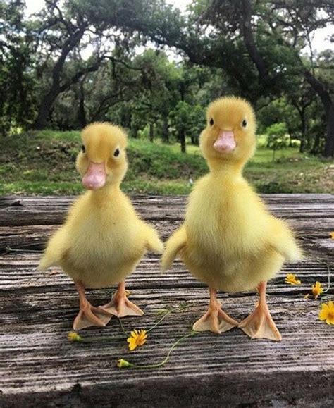 These Little Ducks Are Sure To Put A Smile On Your Face