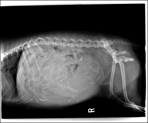 Top 93 Pictures Pregnant Dog X Ray Pictures Excellent