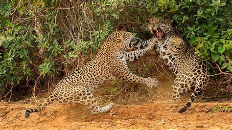 Leopard Vs Cheetah The Tragic Ending For The Losers