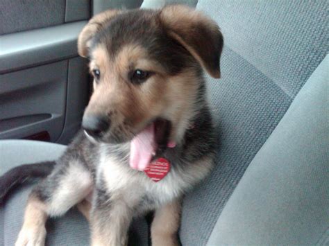 Maybe you would like to learn more about one of these? Shepherd/Husky Mix?