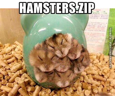 Seven Hamsters In One Tube Very Funny Pics