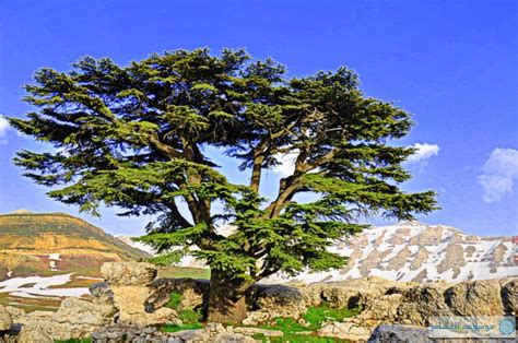 اسم الشجرة في علم لبنان