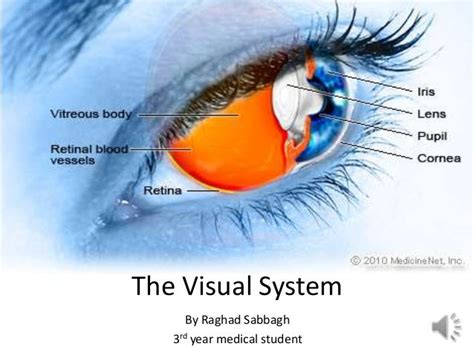 The Visual System