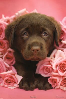 How puppies show their love. Puppy Love: cute cute cute