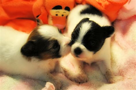 Roads End Papillons 3 Weeks Old Papillon Puppy Girls