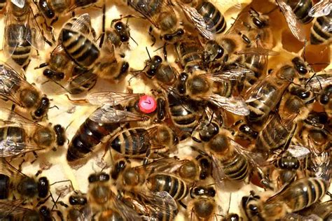 What Happens When A Queen Bee Dies My Honeybee Book