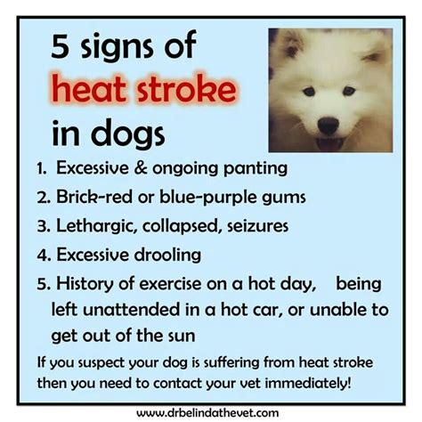 5 Signs Of Heat Stroke In Dogs Heat Stroke In Dogs Dog In Heat Dog Care