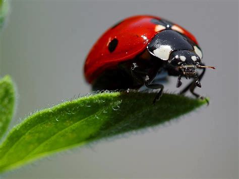 Free Picture Ladybugs Macro Insects