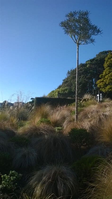 Looking at your yard and admiring what you have done to make your house a home you and your family would surely enjoy. Otari-Wilton bush alpine garden lancewood and grasses. | Alpine garden, Sense of place, Garden