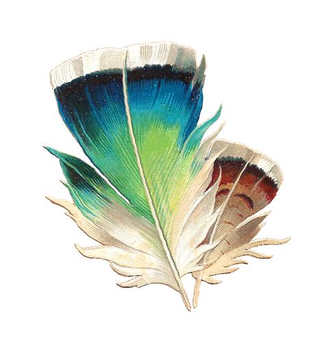Antique Images: Free Feather Graphic: 2 Tricolored Bird Feathers