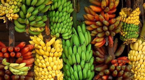300 Banana Varieties Which One To Choose