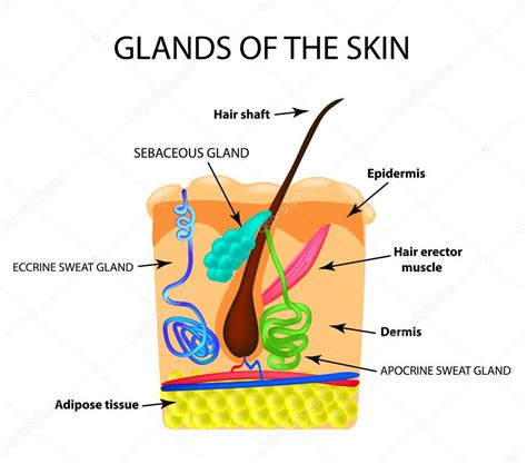 The Structure Of The Hair Sebaceous Gland Sweat Gland Infographics