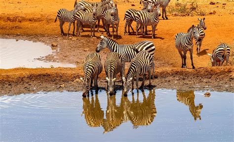 Hd Wallpaper Africa Kenya Safari Animal World Nature Landscape
