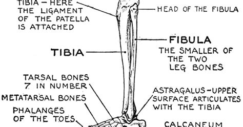 The foot bones shown in this diagram are the talus, navicular, cuneiform, cuboid, metatarsals. Aluminium Plant Safety: "cited after worker's leg ...