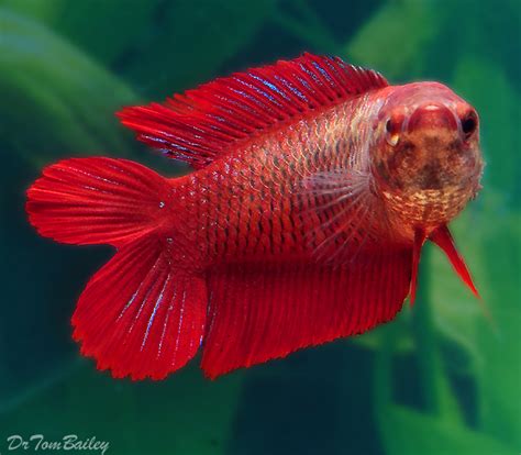 In pet stores, this is one of the most common questions about betta fish that fish pet lover. Betta for Sale