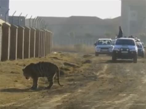Video Shows Escaped Tiger Prowling The Streets Of Pretoria You