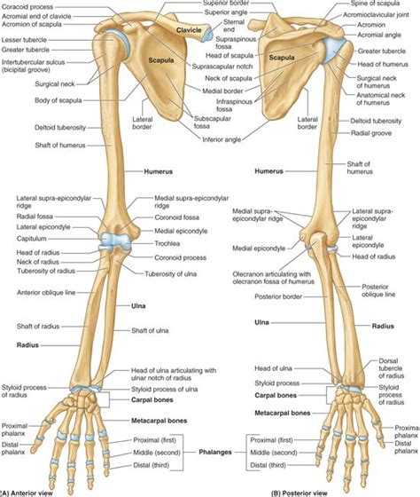 Lower Limb Anatomy Bone