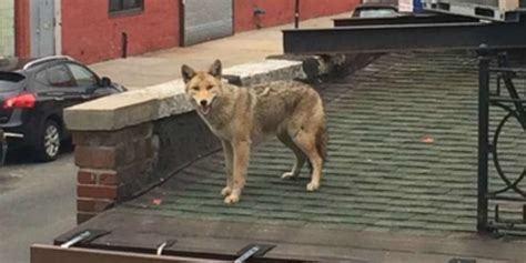 It's very nearly spring, but coyote pelts used to trim winter coat hoods are still selling briskly at auction. This is happening today in Morningside Heights...coyotes ...