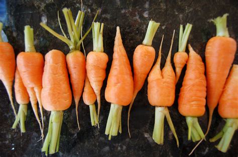 What You Dont Know About Baby Carrots Nutrition And Dieting Articles