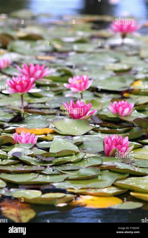 Water Lillies Nymphaeaceae Stock Photo Alamy
