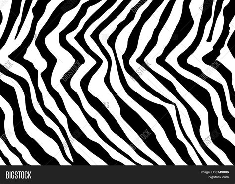 Zebra Texture Vector Photo Free Trial Bigstock