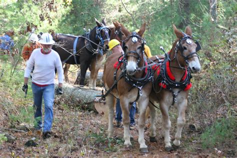 Stclair Red Mule Farm Mule And Donkey Adventures Dupont State Forest