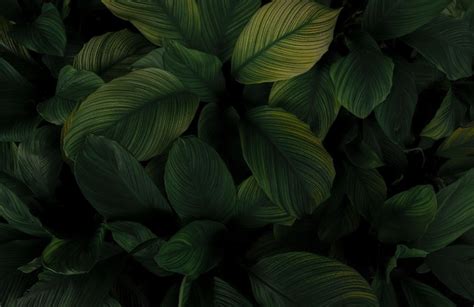 Premium Photo Dense Dark Green Leaves In The Garden Emerald Green