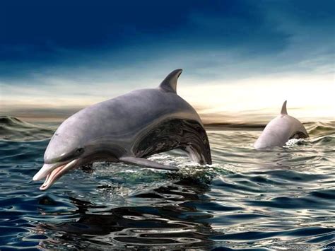 Free Living 3d Dolphins Wallpapers Dolphins Jumping In The Sea