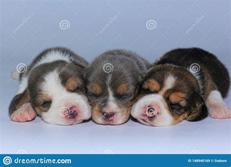 Silver Tri Color Beagle Puppy Is Sleeping And Looking In First Time