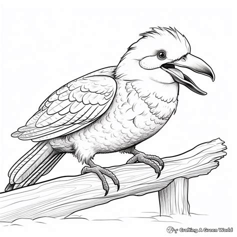 Kookaburra Coloring Pages Free And Printable