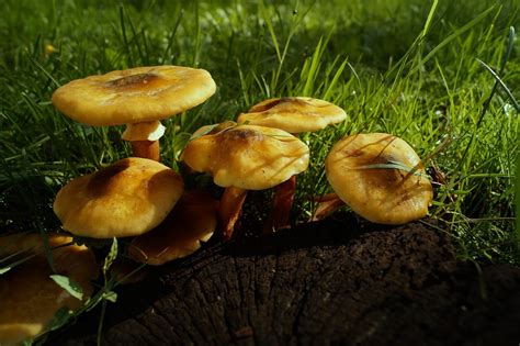 Kostenloses Foto Pilz Gelb Protokoll Stump Regen Kostenloses