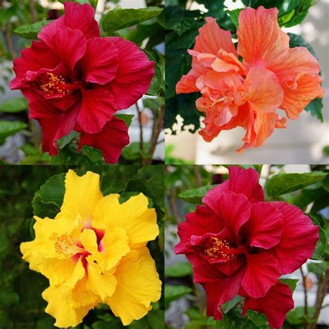 Buy Hibiscus Double Plant Pack Online At