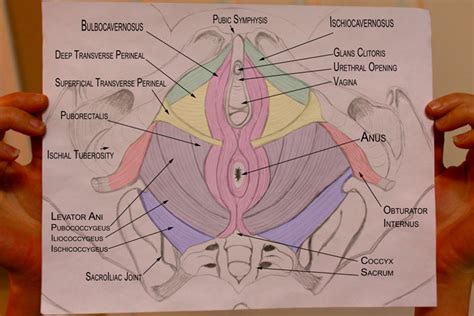 To support the abdominal and pelvic viscera Pelvic Health and Alignment : Anatomy: Pelvic Floor Muscles