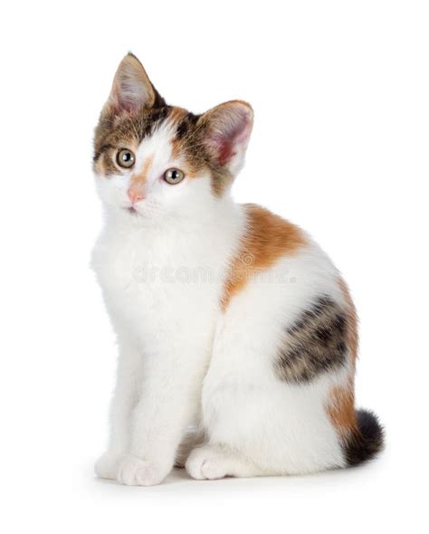 Calico Cat And Kitten Stock Photo Image Of Orange Coloration 98152252