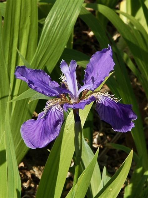 Iris Tectorum Wall Iris Go Botany