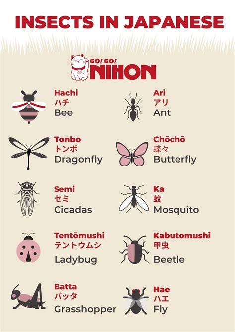 Insects in Japanese | Learn japanese words, Japanese language, Japanese language learning