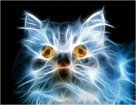 Fine Art Photography By Tony Winfield The Electric Cat