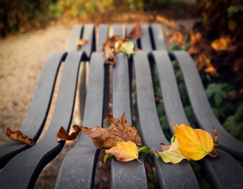 Wallpaper Fall Leaves Park Yellow Bench Sweden Spring Tree