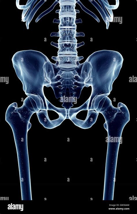 Human Hip Joint Illustration Stock Photo Alamy