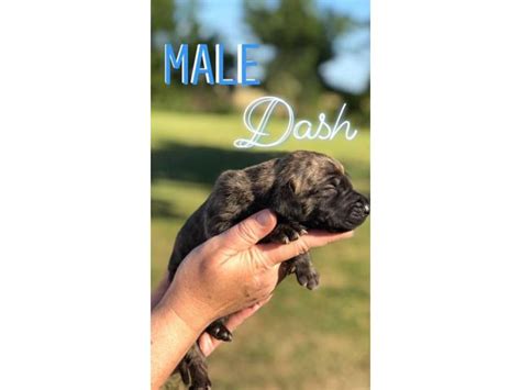 She is very active and is precious, she may be shy at 1st but after a bit sh. Litter of 11 Great Dane Puppies available in Houston ...