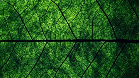 Green Leaves Wallpapers Pixelstalknet