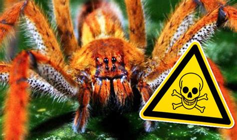 Worlds Most Dangerous Spider On The Loose In Britain Uk News
