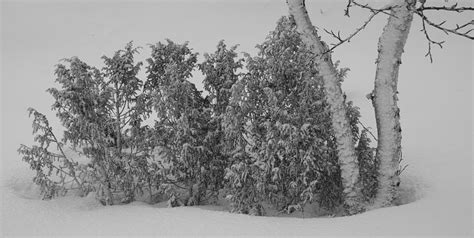 Juniper Bush In A Snowstorm Photograph By Pekka Sammallahti Fine Art