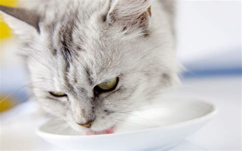 Czy koty mogą pić mleko Fakty i mity na temat żywienia kotów